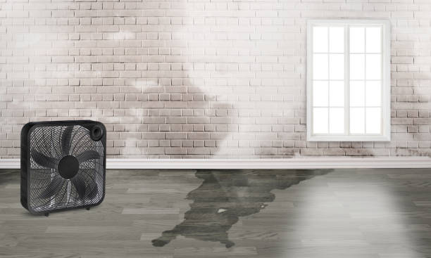 Best Basement water damage restoration  in Hutchinson, KS